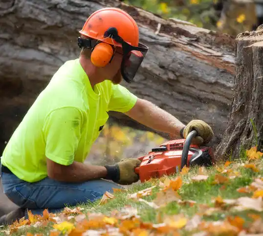 tree services Champion Heights